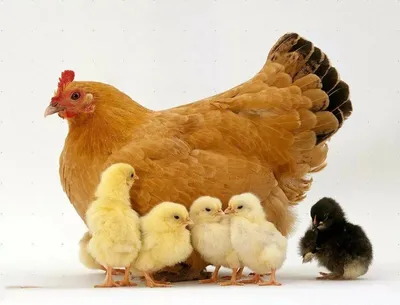 Иллюстрация Курица с цыплятами в стиле книжная графика |