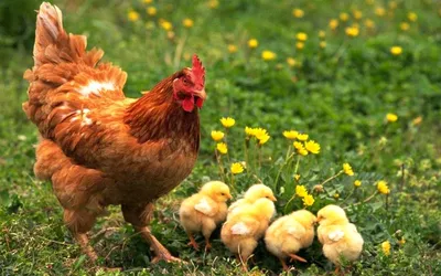 Фигурка садовая \"Курица-наседка с цыплятами\", Н 22 см | Фигурки для сада |  Купить по оптовой цене | Продажа оптом и в розницу, с доставкой
