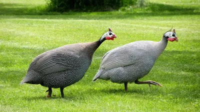 Цесарка серо-крапчатая бройлерная (Quinea fowl) Франция купить в  интернет-магазине «ЕвроПтица» с доставкой в Новосибирске и России