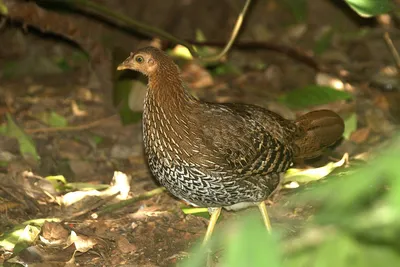 Цейлонская джунглевая курица — Википедия