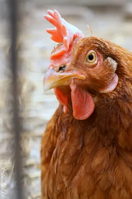 Курица безмозглая - 52 фото: смотреть онлайн