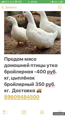 Подам мясо птицы в Барнауле