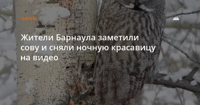 Появилось ли куриное мясо в барнаульских магазинах и сколько оно стоит -  Толк 12.12.2023