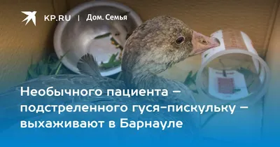 Жители Барнаула пожаловались на пропажу курицы из магазинов | Info24.ru |  Дзен