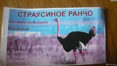 Что за необычные птицы поселились в парке \"Юбилейный\" в Барнауле. Фото -  Толк 18.08.2023