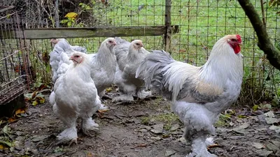 Продам куры брама и кохинхин, купить куры брама и кохинхин, Винницкая обл —  Agro-Ukraine