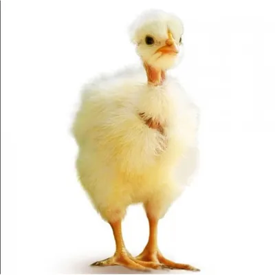 Куры голошейки купить суточных цыплят по низкой цене с доставкой по СПБ и ЛО