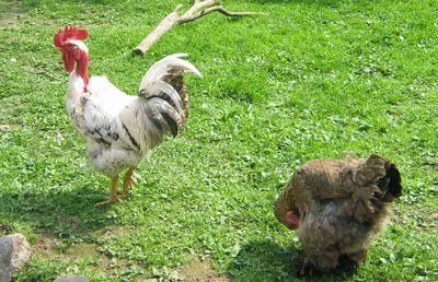 Голошейная Трансильванская порода кур – описание, фото и видео