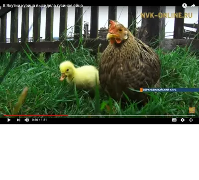 Курица высидела гусиное яйцо в Якутии - YakutiaMedia.ru
