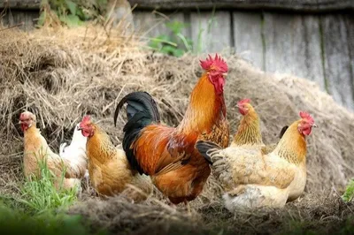 Больше 85 тонн курицы поступило из Китая в Хабаровск