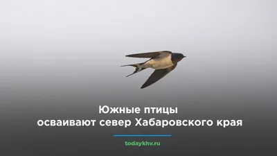 Птицы (117) | Государственный природный заповедник \"Буреинский\" - Part 4