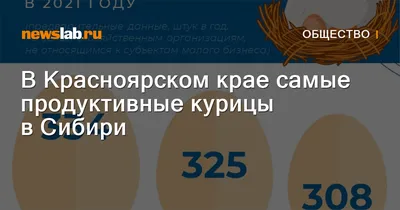 В Красноярском крае самые продуктивные курицы в Сибири / Новости общества  Красноярска и Красноярского края / Newslab.Ru