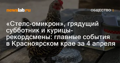 Курица от «Сибагро» появилась в торговых сетях Красноярского края