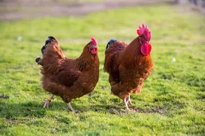 В Красноярском крае выросли в цене охлажденная курица, мясо индейки и яйца  | ОБЩЕСТВО | АиФ Красноярск