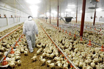 Более 200 тыс. тонн мяса птицы произведут в этом году в Липецкой области |  Agroday.RU