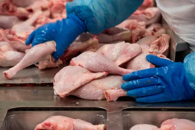 Мясо птицы из Липецкой области впервые экспортировали в Сербию —  LipetskMedia