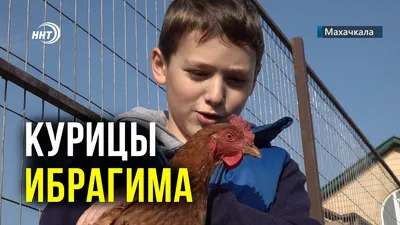 Дагестан. Чем удивила продажа мяса и птицы на рынке Махачкалы. Показываю  особенности от остальных рынков России | Под зонтиком | Дзен