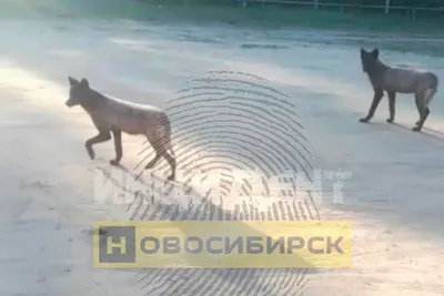 Дерут кур и гусей, дерутся с собаками»: жителей поселка Сузун Новосибирской  области терроризируют волки - KP.RU