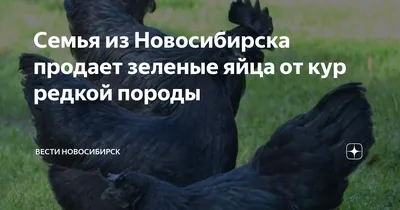 Семья из Новосибирска продает зеленые яйца от кур редкой породы | Вести  Новосибирск | Дзен