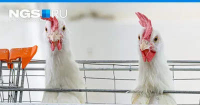 Жители Новосибирска не хотят покупать куриные яйца из Турции