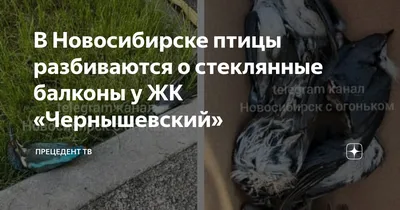 Что будет с птицами в Новосибирском зоопарке зимой - Новости Новосибирска -  om1.ru