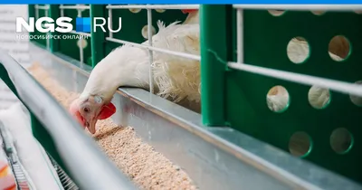 Почему выросли цены на курицу в Новосибирской области — отвечает Минсельхоз  Новосибирской области - 29 ноября 2023 - НГС