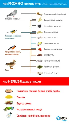 Топ-5 необычных птиц Омской области - Общество