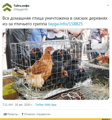 У раненой совы, которую увезли из Омска в Новосибирск, нашли сотрясение  мозга | Общество | Омск-информ