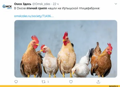 Птицы покинули Омск из-за плохого воздуха | НДН.Инфо
