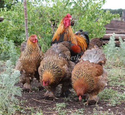 Эффективное уничтожение куриного клеща в Оренбурге | Защитите своих птиц от  вредителей