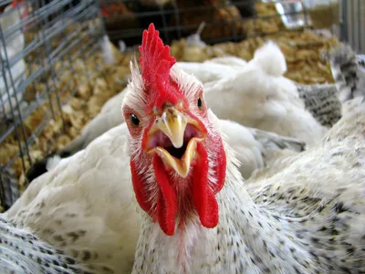 Куриные яйца Птицефабрика Оренбургская - рейтинг 4,33 по отзывам экспертов  ☑ Экспертиза состава и производителя | Роскачество