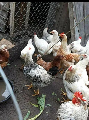 Президент рассказал, почему подскочили цены на куриные яйца — Общество —  Пенза СМИ