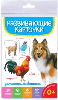 Самарцы рассказали об отсутствии куриного мяса в некоторых торговых сетях |  АиФ-Самара | Дзен