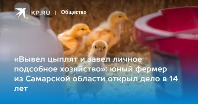 Пропало куриное мясо в магазинах Челябинска, Екатеринбурга Самары,  Ульяновска и других городов. Новости, которые требуют проверки. | Solomon  Trade (инвестиции) | Дзен