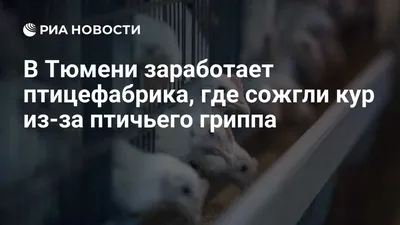 Тушка курицы Чебаркульская Птица для бульона 2 сорт - купить с доставкой в  Тюмени в Перекрёстке