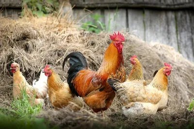 Жители Тюмени две недели жалуются на запах сгоревшей курицы - Газета.Ru |  Новости