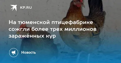 В Тюменской области из-за птичьего гриппа уничтожают куриц - Российская  газета