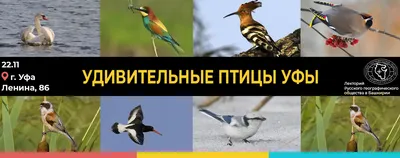 Ликвидацию зараженных «птичьим гриппом» кур в Уфе завершат к концу недели