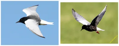 Атлас птиц Уфы - майские новости | Пикабу