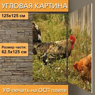 На крыше банка «Уралсиб» в Уфе орнитологи провели кольцевание птенцов  сапсанов | Русское географическое общество