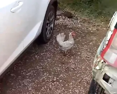 В Октябрьском районе Улан-Удэ по улицам разгуливала курица. Видео - новости  Бурятии и Улан-Удэ