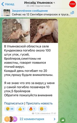 Оливье и селедка под шубой пропали в наших желудках, а вот курица начала...  | Интересный контент в группе Лапша Медиа