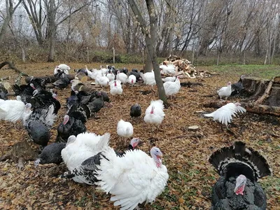 Фото: Яйцо и мясо птицы, яйцо и мясо птицы, Ульяновская область,  Мелекесский район, деревня Куликовка — Яндекс Карты