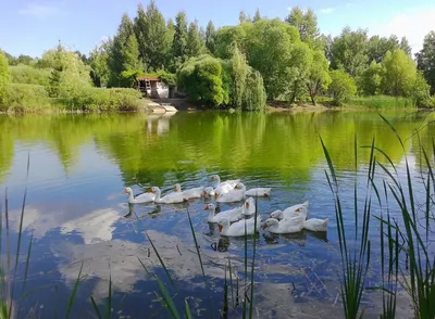 25 уток из ульяновского зоопарка выпустили в Свиягу | Экология | АиФ  Ульяновск