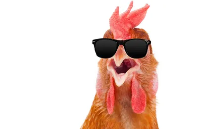 Курицы в очках фото