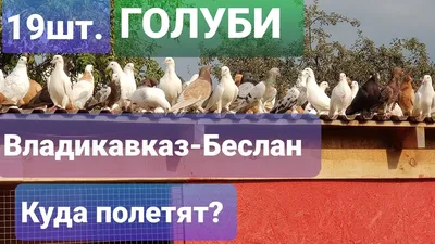 Курица На Углях в Владикавказе, Кадырова, 1 - фото, отзывы, рейтинг,  телефон и адрес