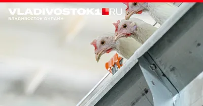 Мясо курицы подешевело, теперь килограмм стоит от 110 рублей — власти  Приморья - 23 ноября 2023 - vladivostok1.ru