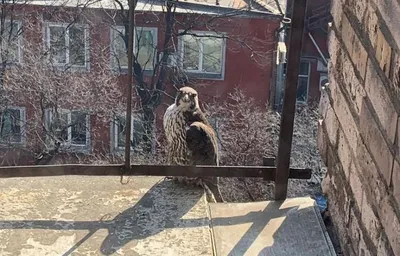 Краснокнижная птица охотилась на балконе жителя Владивостока