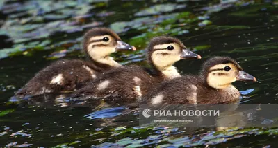 Краснокнижные утки-мандаринки в пригороде Владивостока | РИА Новости  Медиабанк