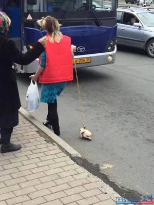 Жительница Владивостока вышла на прогулку с курицей на поводке (ФОТО, ВИДЕО)